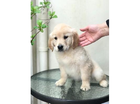PoulaTo: Όμορφα κουτάβια Golden Retriever